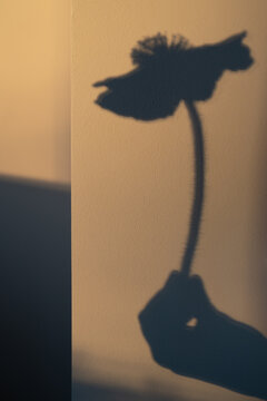 Silhouette of a Hand Holding Poppy Anemony Flower. Shadow on Neutral Background