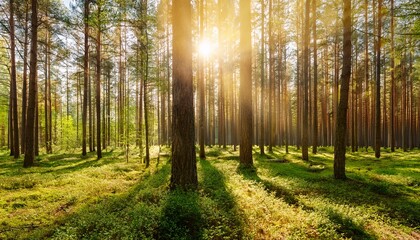 Fototapeta premium beautiful forest in spring with bright sun shining through the trees
