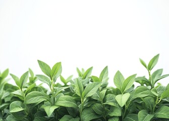 Fresh green leaves border on white