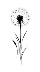 dandelion isolated, transparent, png, background, cutout, logo, sign
