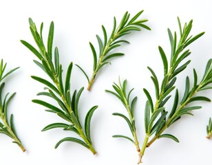 Fototapeta premium Various fresh green rosemary branches on isolated white background. Aromatic evergreen culinary herb spice ingredient for cooking. Raw twigs for seasoning spice blend. Bush plant harvest from kitchen