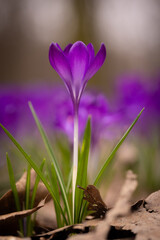 krokus wiosenny 