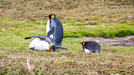 Photographing penguin colony in Fortuna Bay, South Georgia