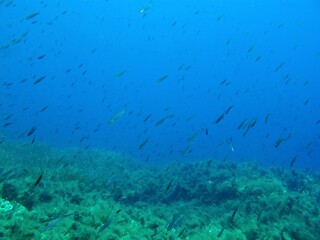  Scuba diving with the marine life, underwater photography. Deep seabed and fish. School of swimming fish in the ocean under the sun. Aquatic wildlife, travel scuba photo.