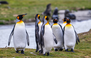 Fototapeta premium Photographing penguin colony in Fortuna Bay, South Georgia