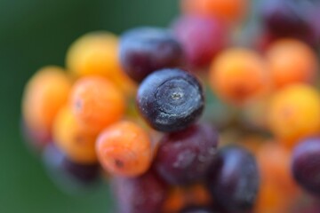 Wild Forest Berries in Autumn Colors