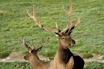 Elk closeup in field