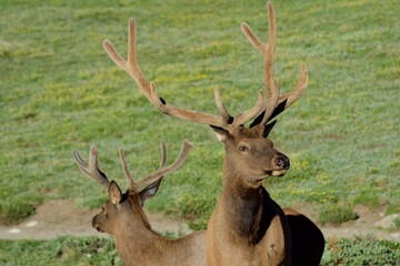 Elk closeup in field