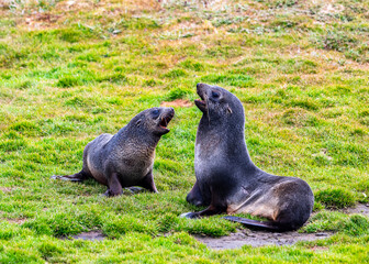 Photographing fur seals of Fortuna bay, South Georgia