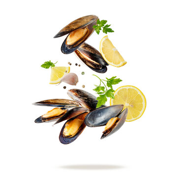 Boiled open chilean mussels (Mytilus chilensis L.) flying falling with parsley leaves, garlic and lemon slices isolated on white