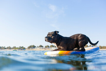 Small black Staffordshire mix dog standing on a surfboard in the water on a sunny day at the beach...