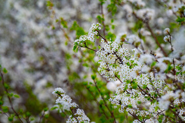 Branches of Bradford pear flowers reaching into the sun