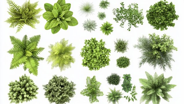 Top-down view of diverse plants, various types, lush greenery, botanical illustration,  plant collection,  garden design