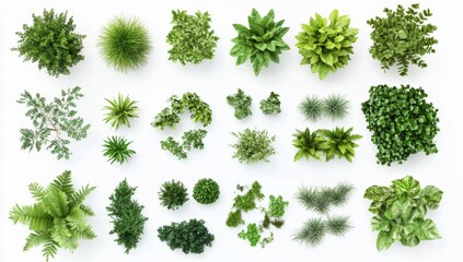 Variety of lush greenery top views