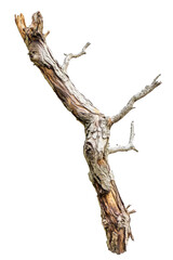 Isolated Dead Tree Branch