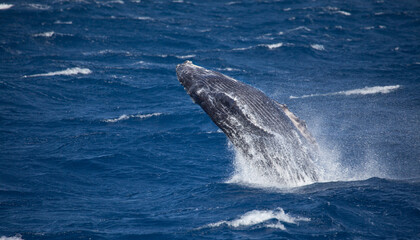 Baby humpback whale breaches high into the air on a windy day in Maui, Hawaii