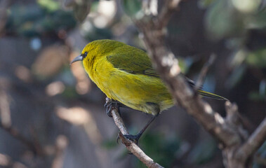 Fototapeta premium Yellow green amakihi bird from hawaii