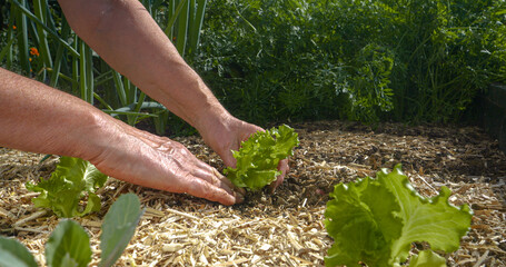 CLOSE UP: Gardener gently transplants green baby lettuce seedling into raised bed, covered with...