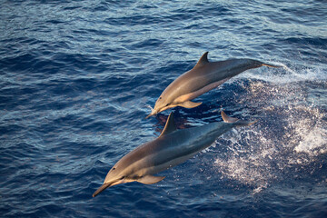 Dolphins Leaping Out of the Water in Golden Hour Lighting