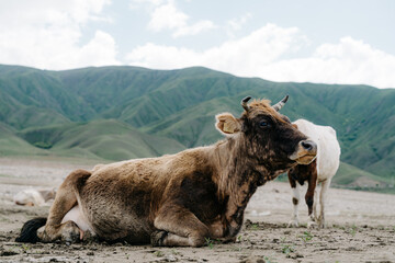 Cattle resting in the serene landscapes of Kyrgyzstan's lush mountains under a clear sky