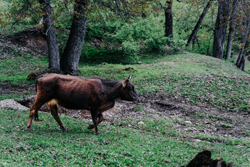 Majestic cow grazing in the lush green landscapes of Kyrgyzstan during a tranquil autumn afternoon