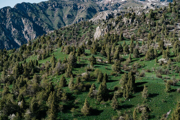 Majestic landscapes of Kyrgyzstan reveal lush greenery beneath towering mountains in early spring