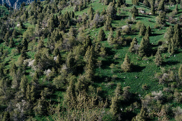 Lush green hillside in Kyrgyzstan adorned with thriving pine trees and blooming wildflowers under a clear blue sky