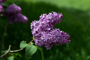Obraz premium A beautiful cluster of purple lilac flowers (Syringa vulgaris) in full bloom, emitting a soft and sweet fragrance in a lush green setting