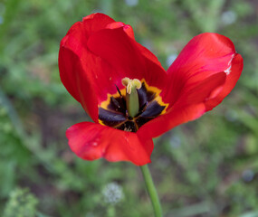 Fototapeta premium A vibrant red tulip in full bloom, showcasing its delicate petals and intricate details. A stunning macro capture of springtime beauty in nature