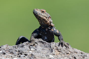 A Caucasian agama lizard clings to a rocky surface in Armenia, displaying its textured scales and sharp claws. The closeup captures fine details of this reptile in its natural habitat under bright sun