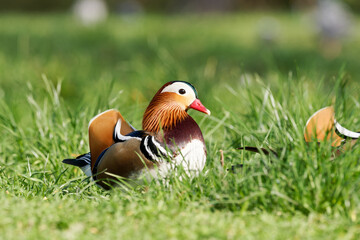 Groupe de canards mandarins marchant dans l'herbe