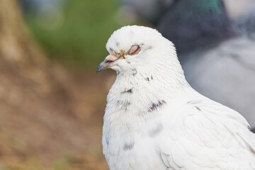 Pigeon biset leucique blanc aux yeux rouges