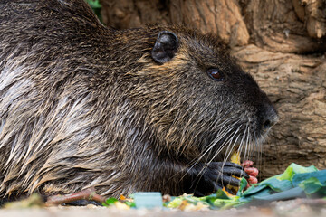 Ragondin en train de manger au bord de l'eau 
