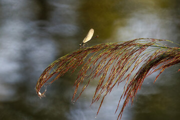 Libelle im Abendlicht
