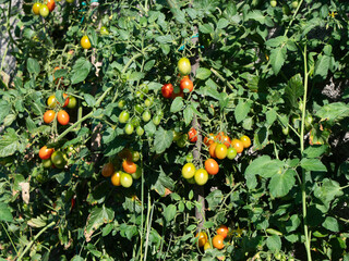 tomato plant with ripe tomatoes hanging from the plant