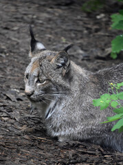 Striking View of a Wild Lynx Cat