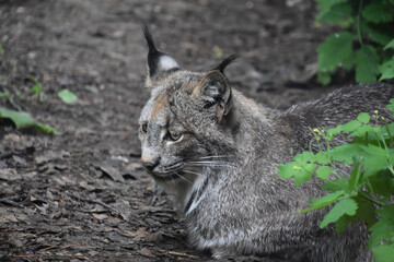 Close up with a Resting Wild Lynx Cat