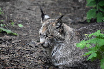 Side Profile of a Resting Lynx in the Wild
