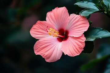 A beautiful pink hibiscus flower in full bloom with dark background