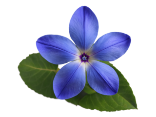 A Captivating Close-Up of a Periwinkle Flower with Soft Blue Petals and Subtle Details