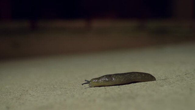 Limax Flavus Slug