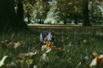 ardilla comiendo en el parque