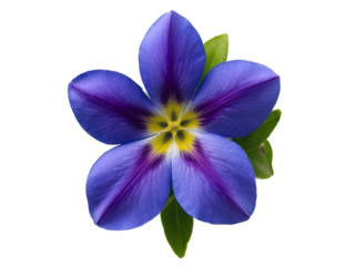 A captivating close-up of a delicate periwinkle flower showcasing intricate details