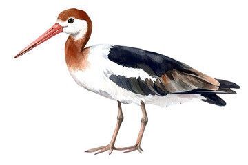 Fototapeta premium Detailed Illustration Of A Bird