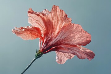 A delicate red flower showcasing its elegant petals and textures