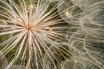 Fototapeta premium yellow goat's beard seed head