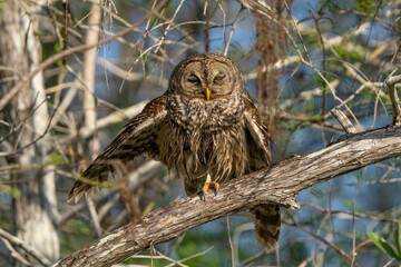 Barred owl resting on a tree branch.