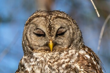 Close-up of a barred owl with closed eyes.