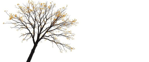 Fototapeta premium Lone deciduous tree, branches reaching skyward against pure white, cedar, picture