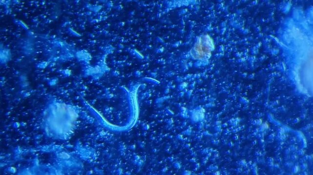 Decaying plant material with soil nematodes, protozoa, bacteria